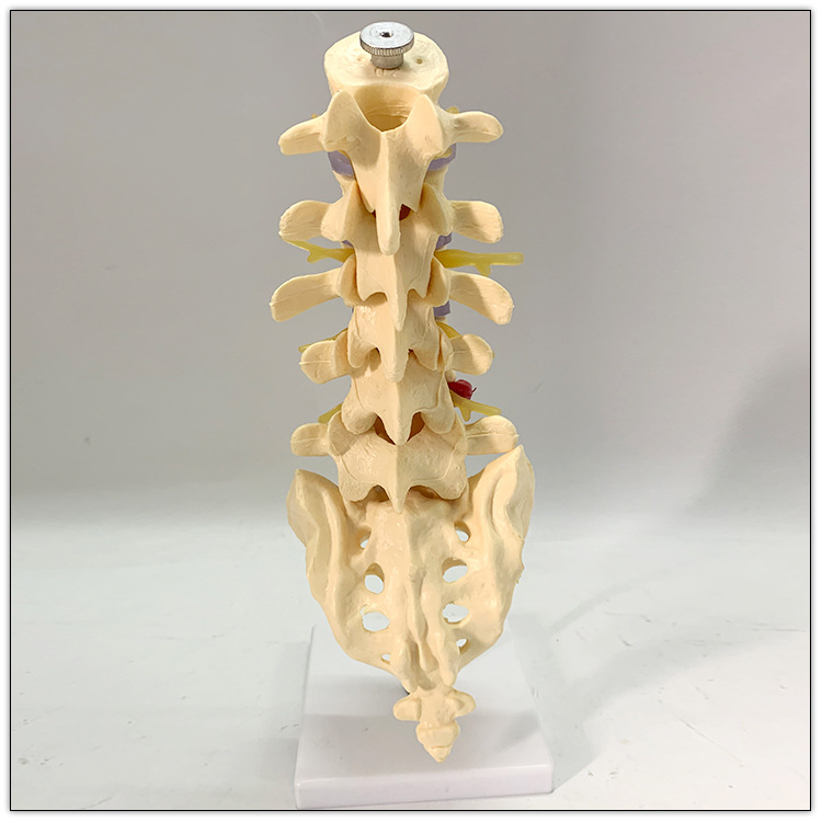 脊椎腰椎模型1:1人体骨骼模型骨架仿真正骨拼装医用教学可拆卸