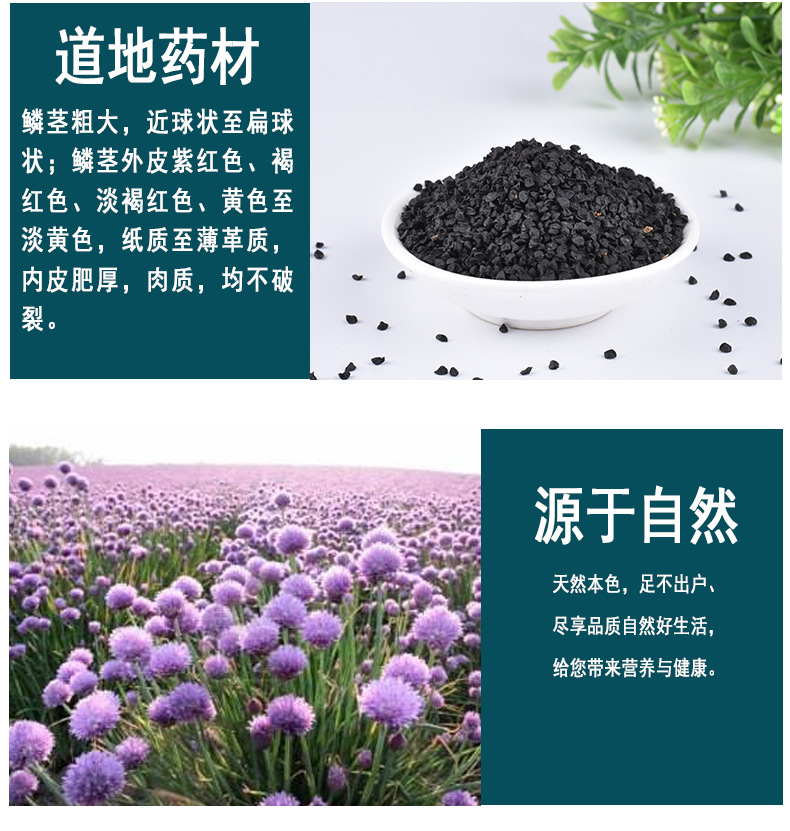 老店信誉产品 洋葱子籽 葱子 新货无硫 规格齐全 支持药检