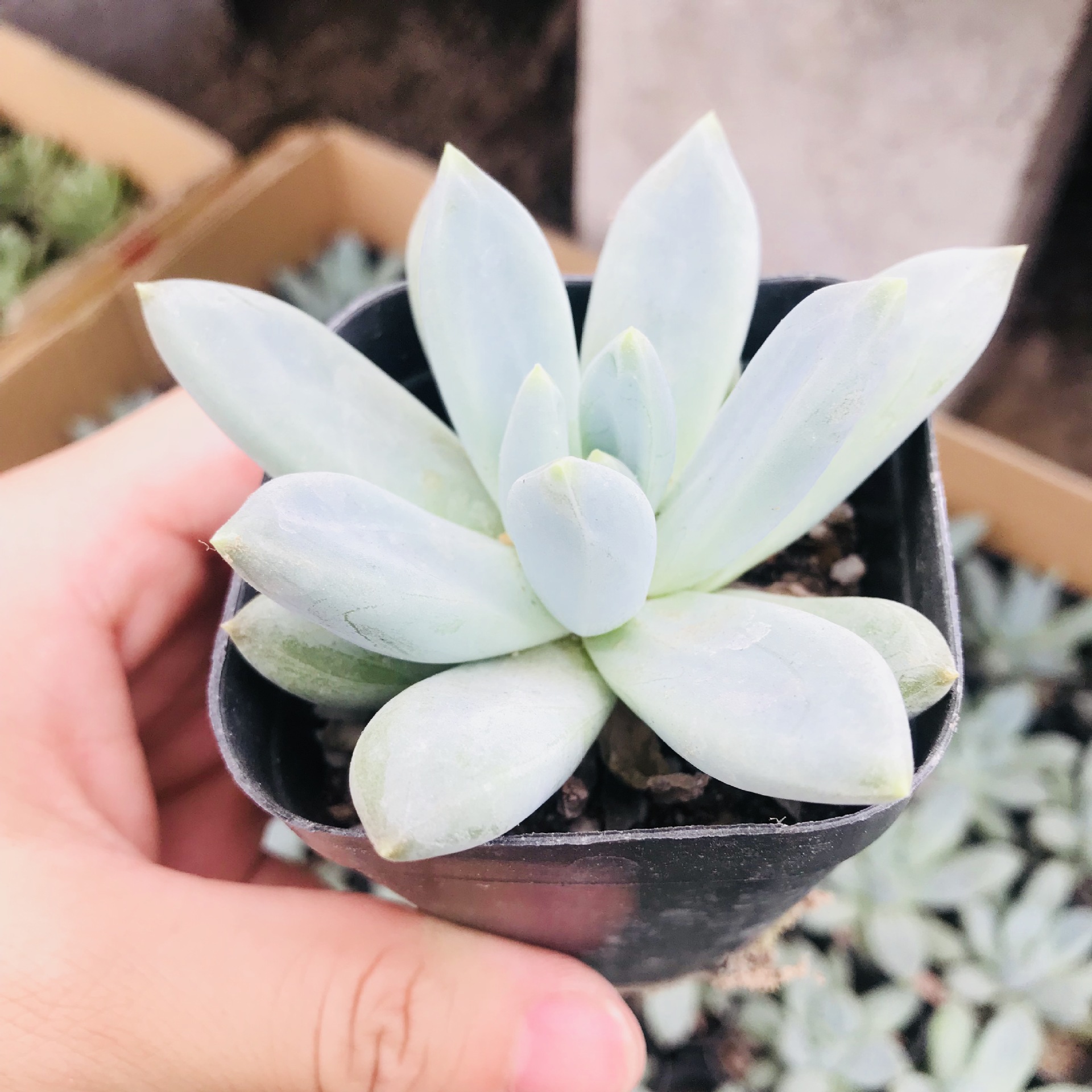 多肉植物批发组合盆栽萌肉蓝黛莲吸甲醛室内花卉好养肉肉蓝黛莲