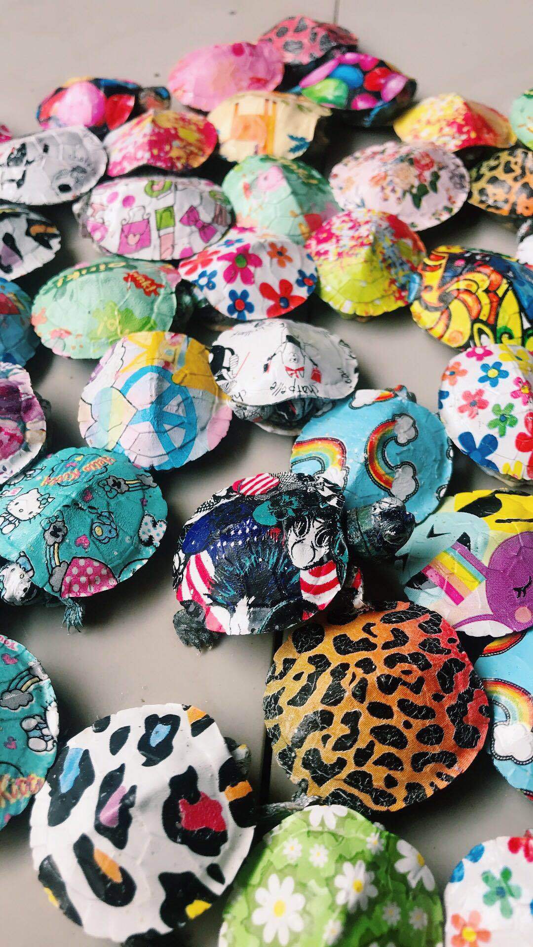 彩色小乌龟网红小彩龟活体卡通巴西龟苗活体宠物龟七彩小乌龟包邮