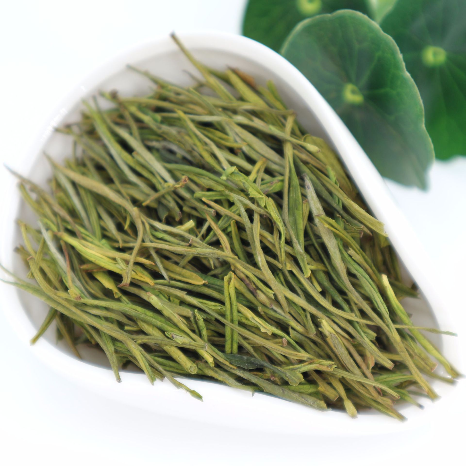 货原产地松阳高山白茶毛峰茶叶 浙江安吉茶树种白茶绿茶散装批发