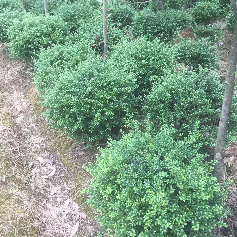园林绿化灌木龟甲冬青 常绿观叶植物庭院绿化龟甲冬青球60~80冠幅