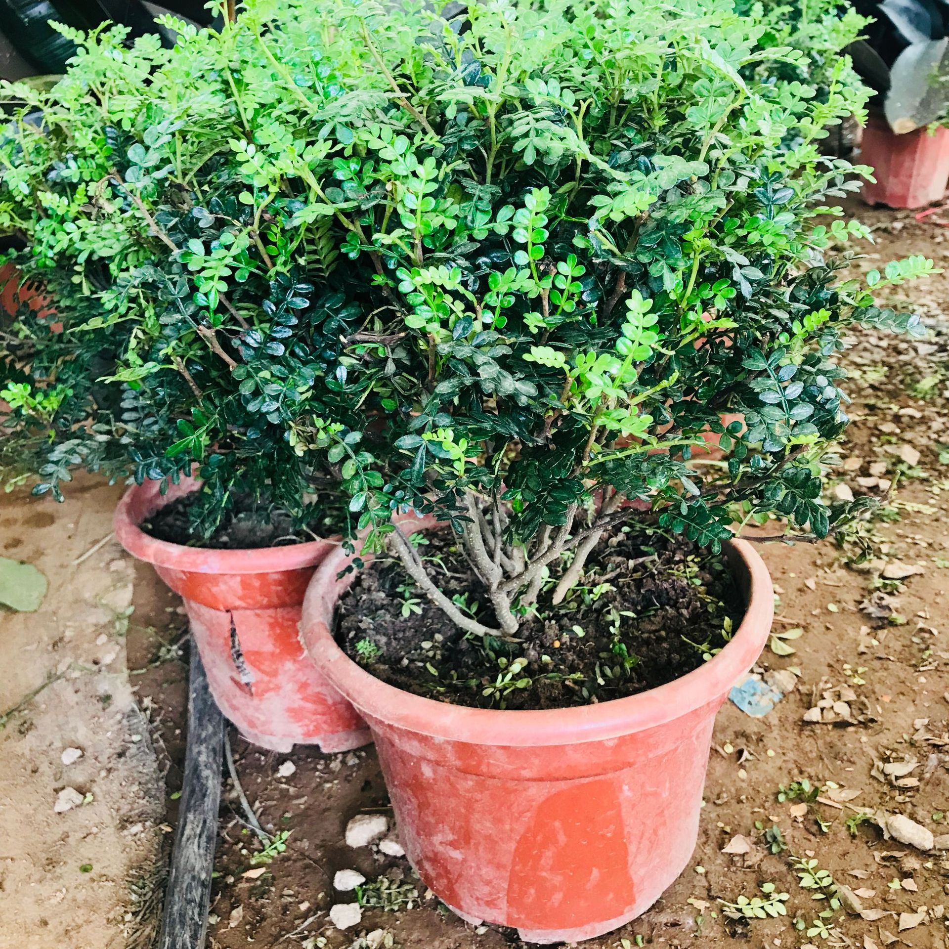 室内四季常青驱蚊盆栽盆景清香木 耐寒花卉好养绿植清香木量优惠