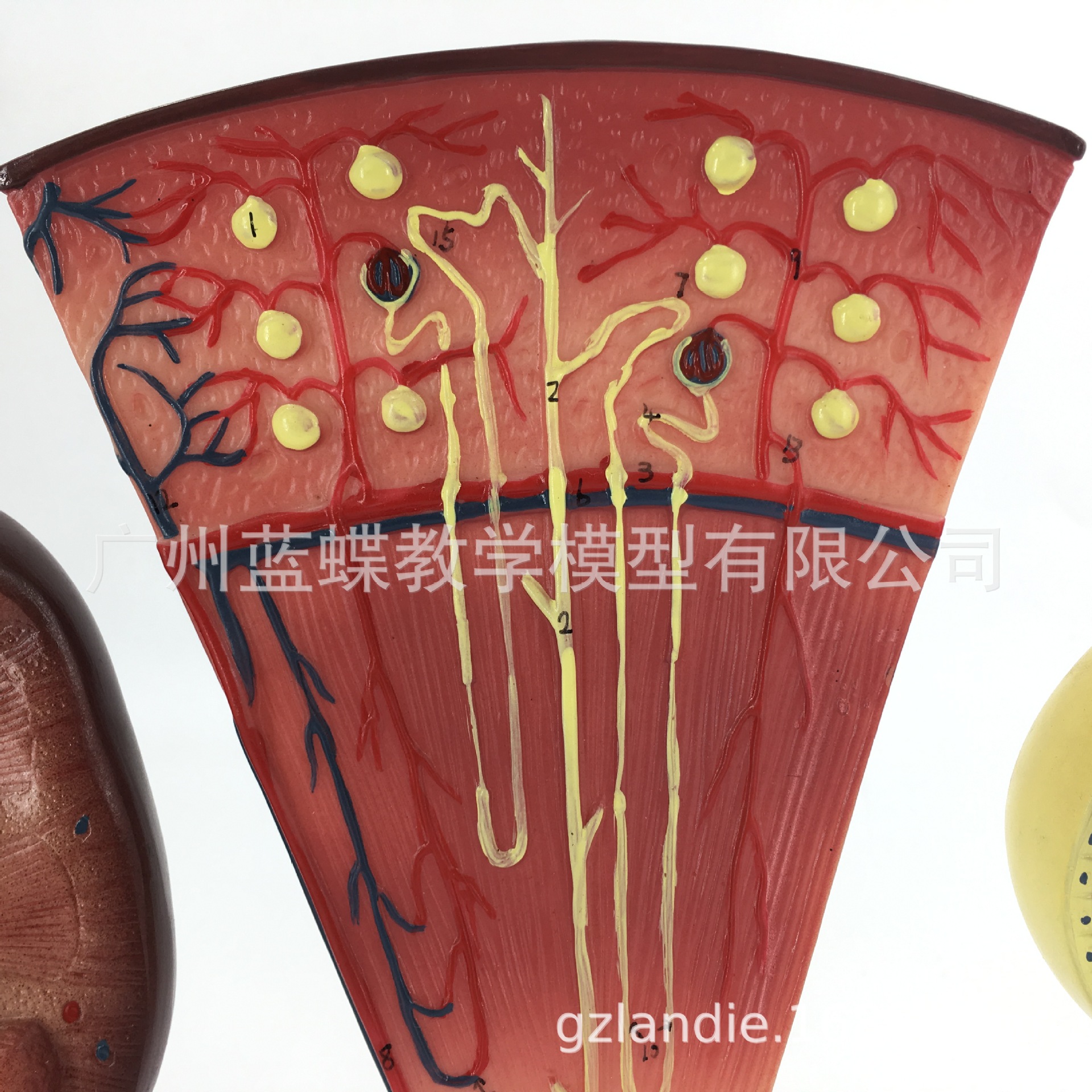 教学仿真人体肾单位肾小球模型 肾脏解剖模型 肾模型