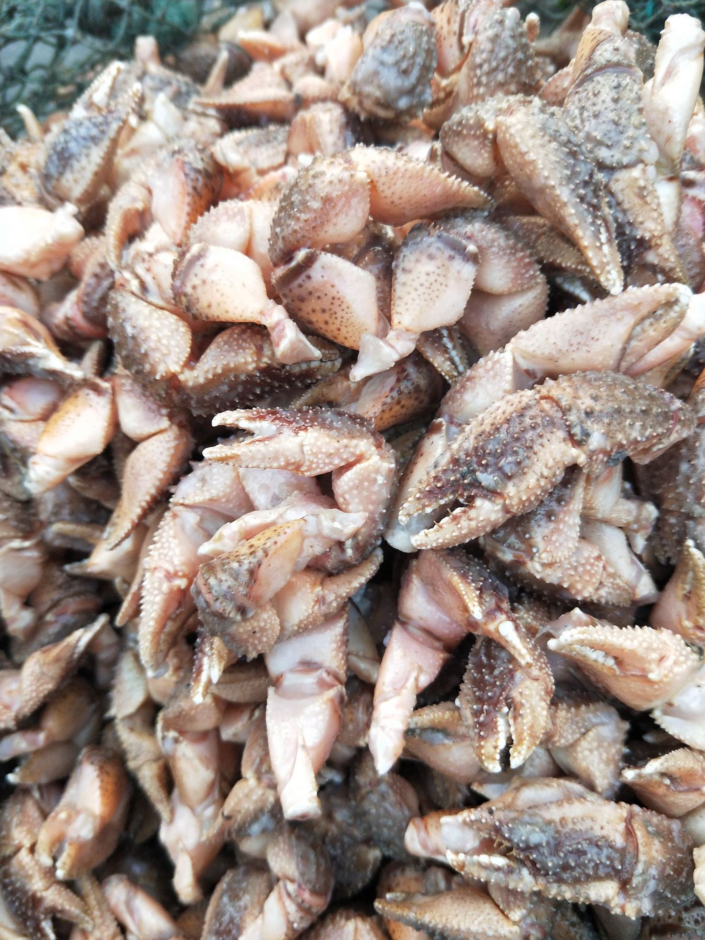 批发供应冷冻海怪腿食用蟹钳酱爆红烧自助餐火锅食材