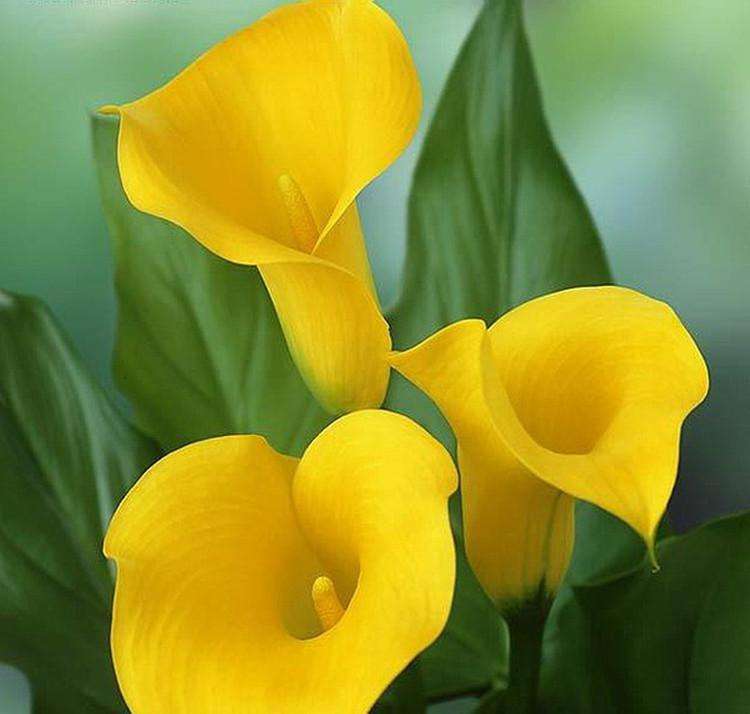 批发出售进口彩色马蹄莲种球 确保品种 当年开花种球 多色可选