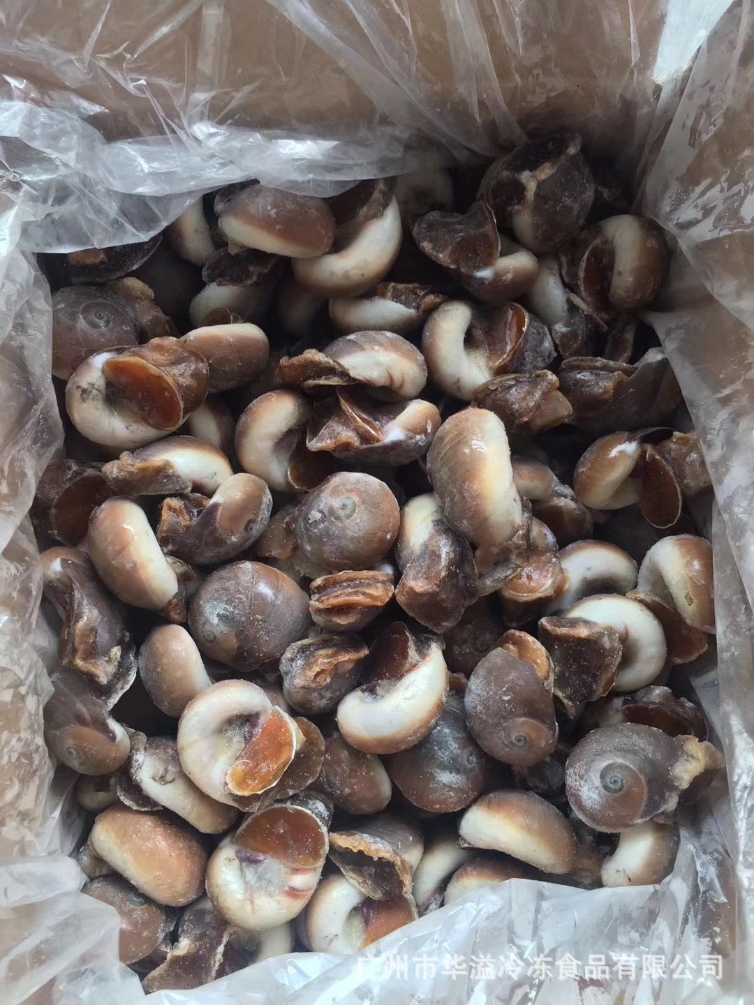 冷冻玉螺 香螺 20斤/箱 冷冻海鲜自助餐麻辣爆炒花螺海螺吐沙玉螺