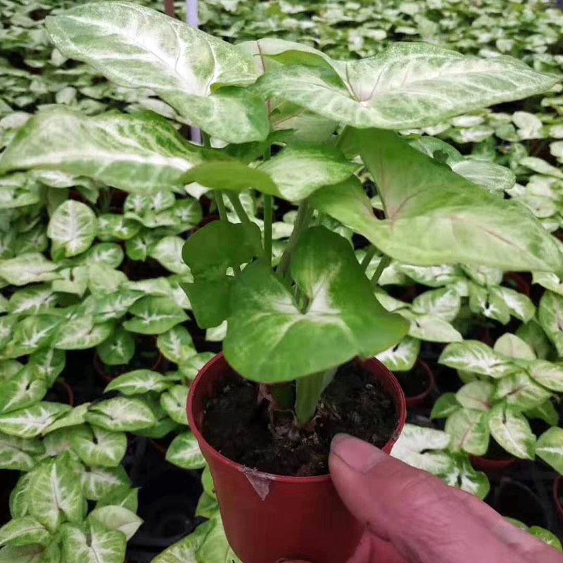 【基地直供】观叶植物净化空气 小盆栽花卉(110)黄金童子合果芋