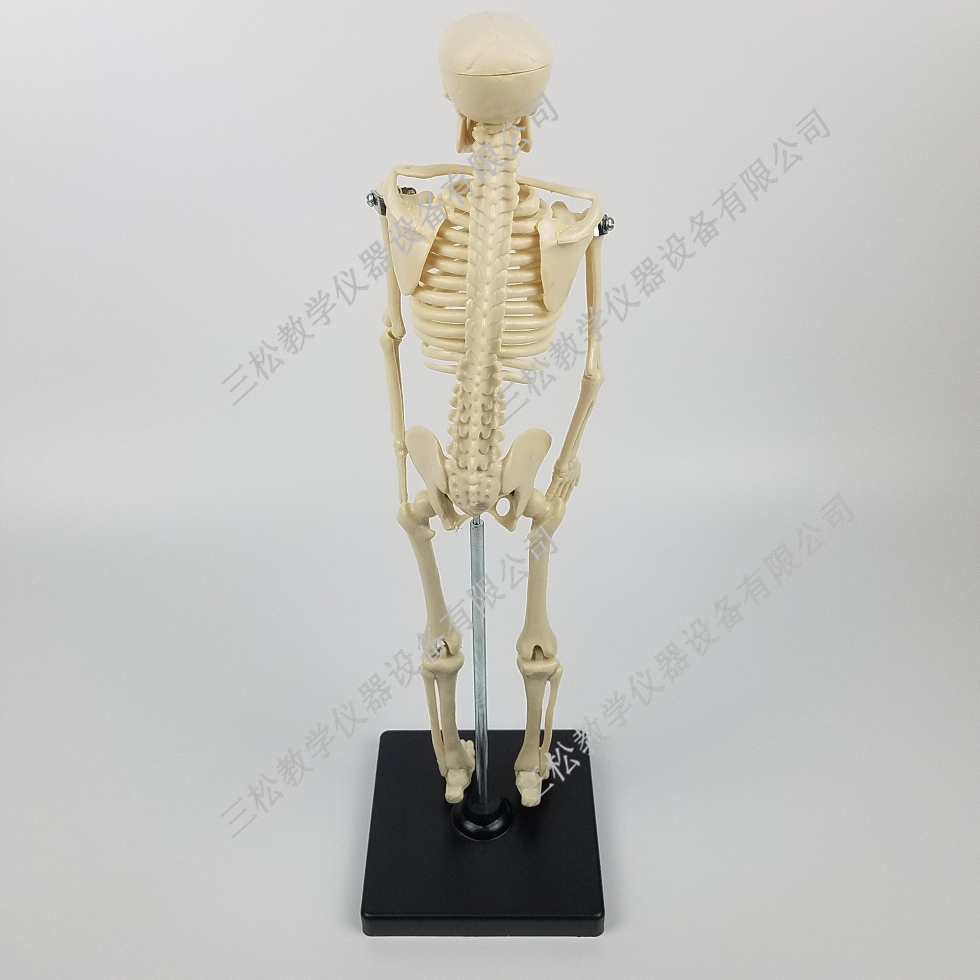 39051儿童骨骼模型 人体全身骨骼模型 教学仪器 生物模型医学模型