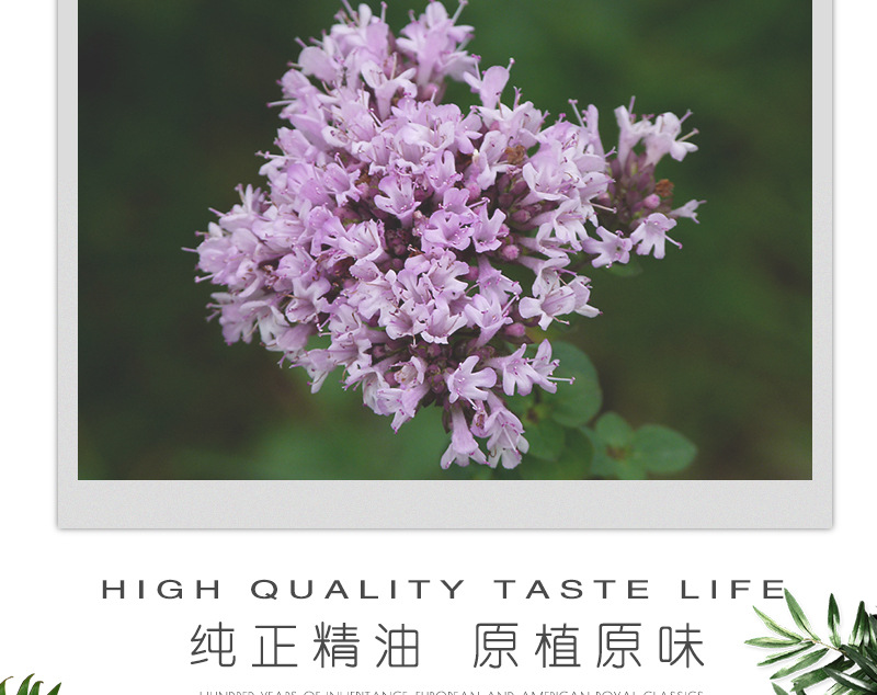 工厂直销 批发 纯正天然 植物 单方精油 原料 百里酚百里香精油
