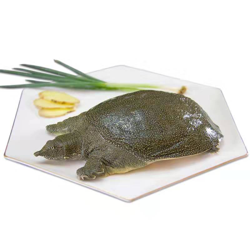 冷江冬眠鳖甲鱼活体鲜活生态野外放养中华土鳖1斤