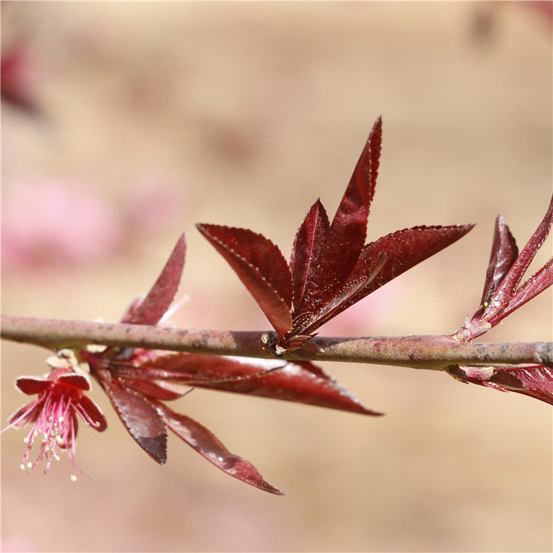 山东出售红叶碧桃树紫叶碧桃 紫叶桃 红叶桃庭院绿化小苗植物