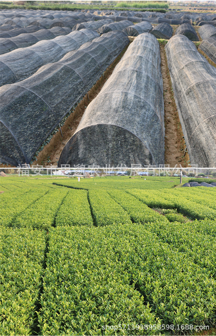 迎霜茶苗 批发福建良种茶苗基地源头厂家货源品种冬插苗