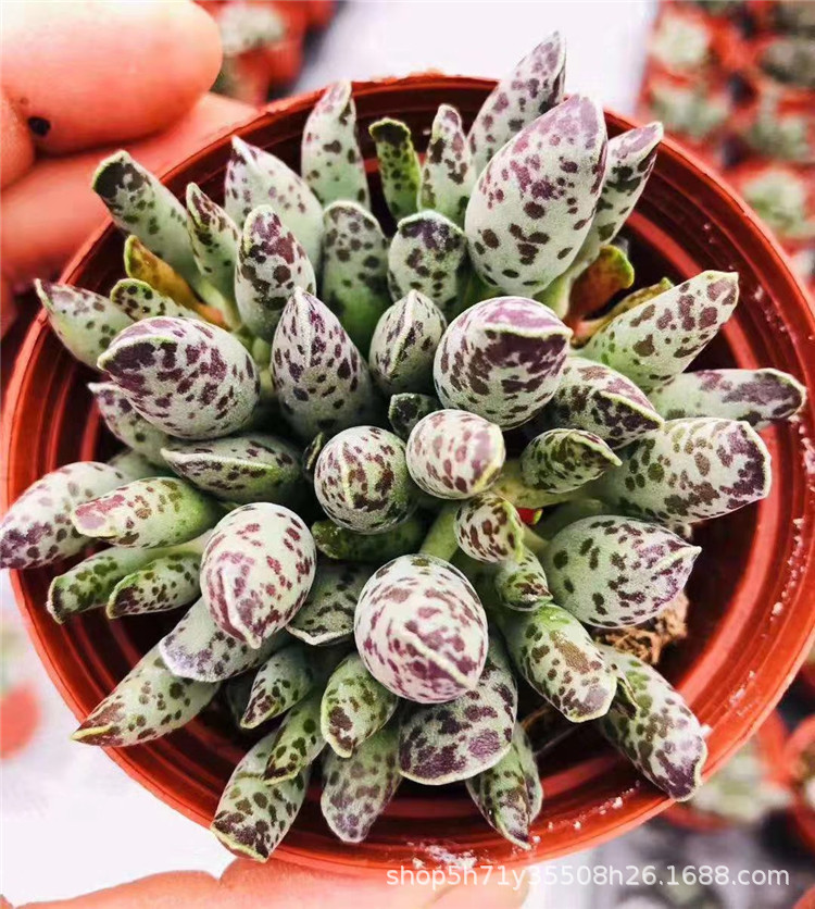 5559精品大棚批发多肉植物系列 状态海豹群老桩盆10cm多肉裸根发