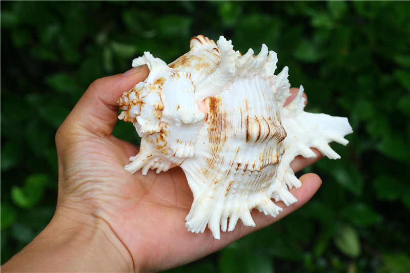 热卖天然大海螺贝壳麒麟螺千手螺 收藏礼品 鱼缸水族装饰摆件