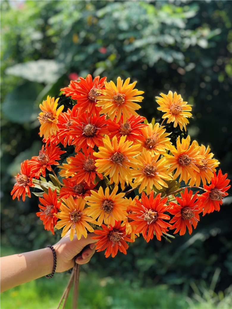 3头秋色扶郎菊 婚庆婚礼花艺家居插花配材 欧式酒店花配材非洲菊