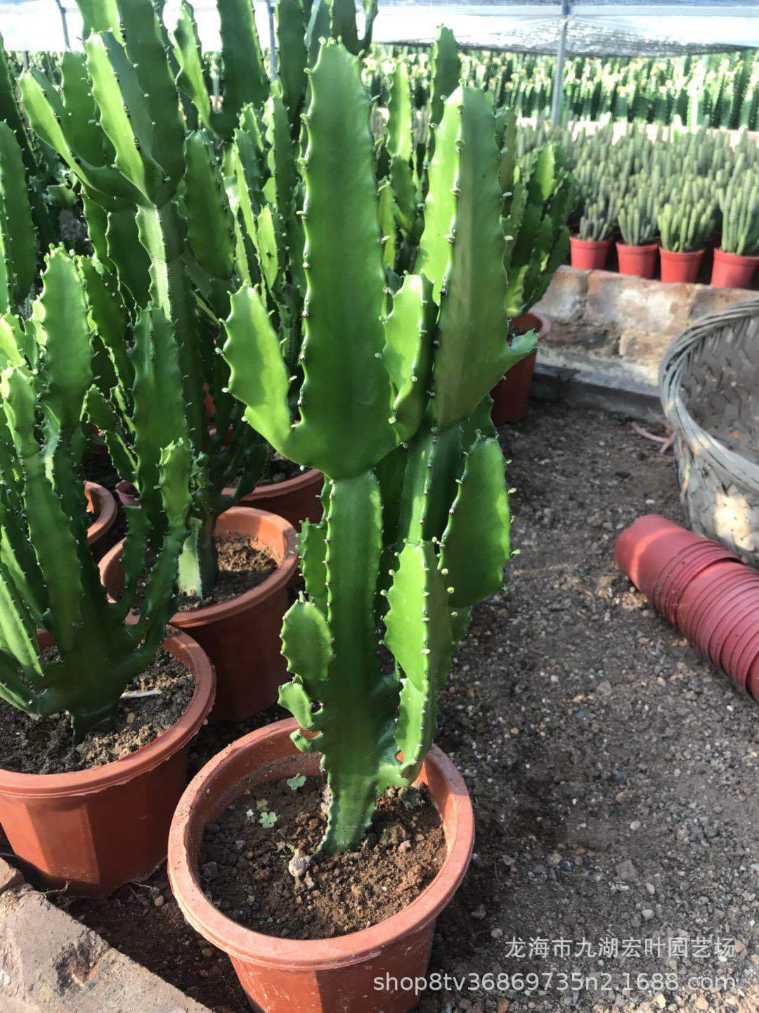 三角大戟大戟科树状大戟 仙人掌景观多肉植物仙人球沙生植物仙人