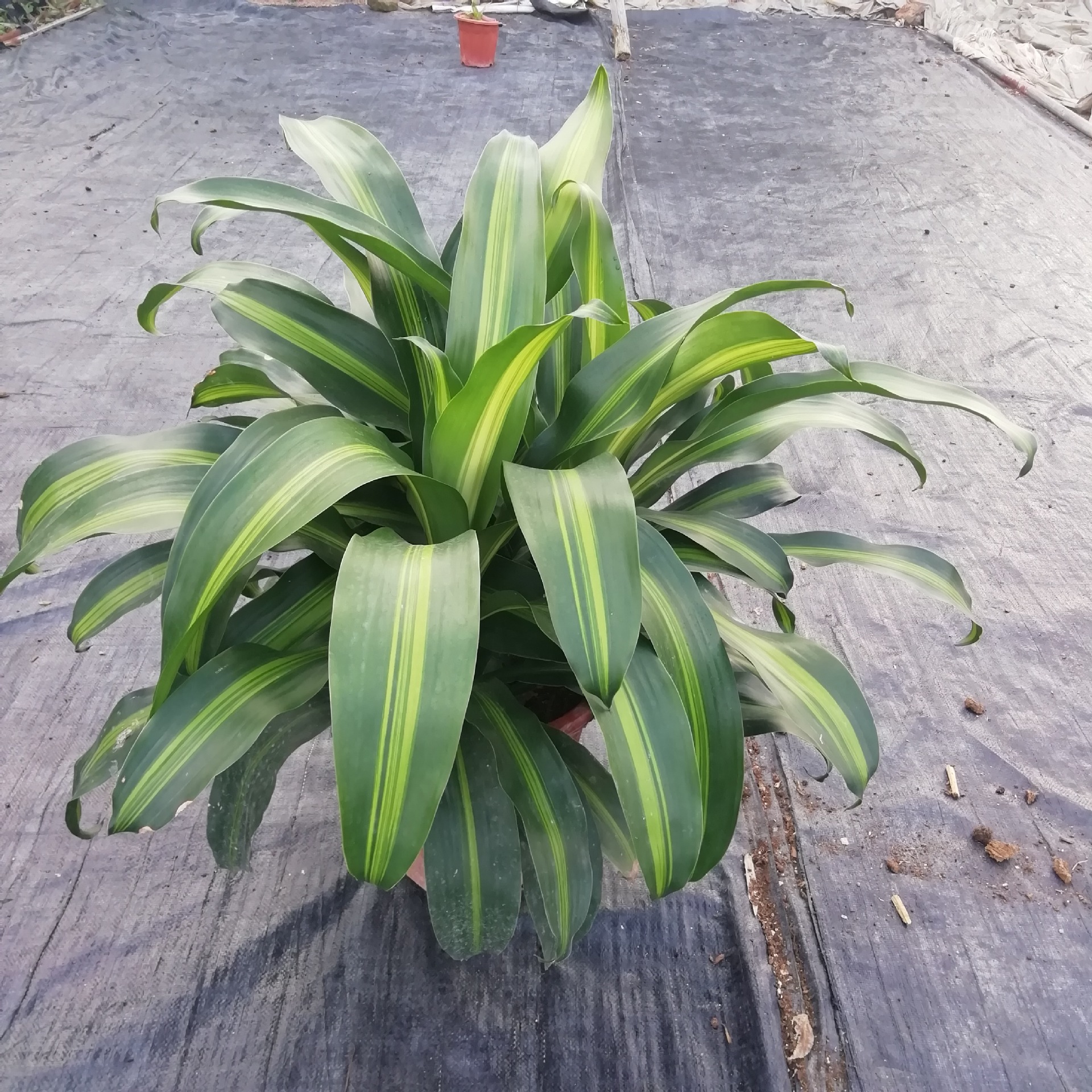 基地园林花卉盆栽批发室内观叶植物三株装金心美人铁5盆起