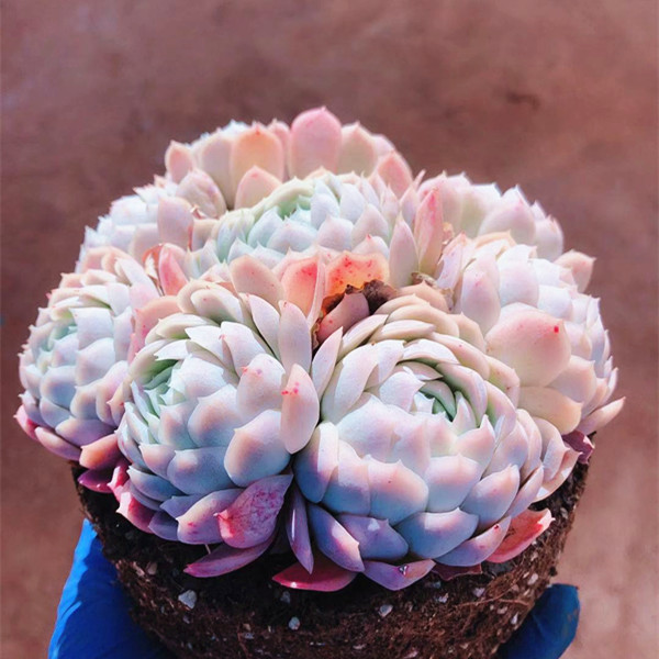 冰梅多肉大群生超大老桩特价肉多植物容易爆盆的多肉大株含盆带土