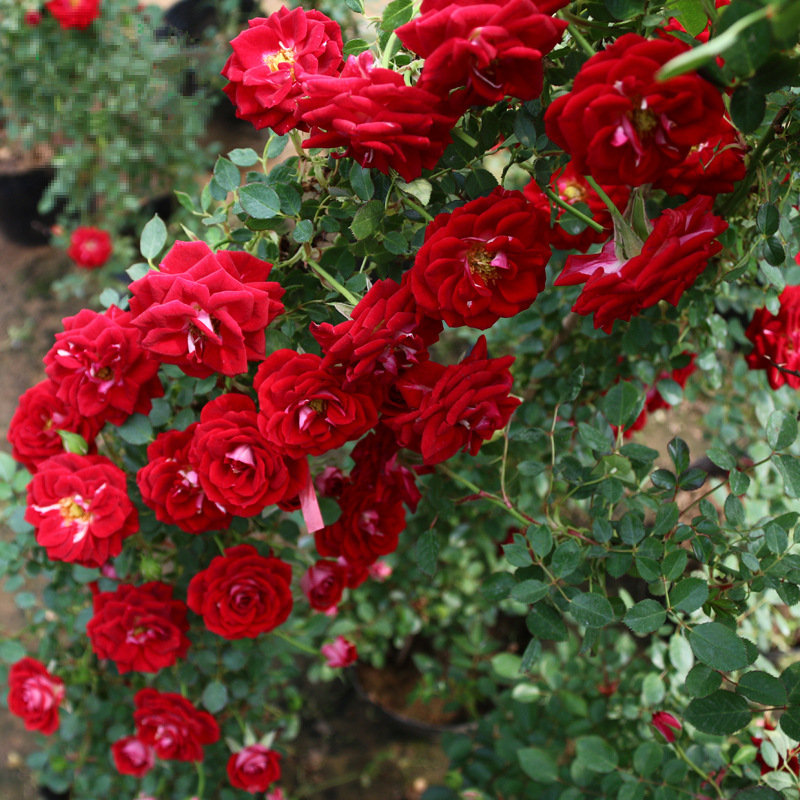 红花蔷薇花苗小女孩爬藤多花月季四季开花纯红色玫瑰花卉绿植盆栽