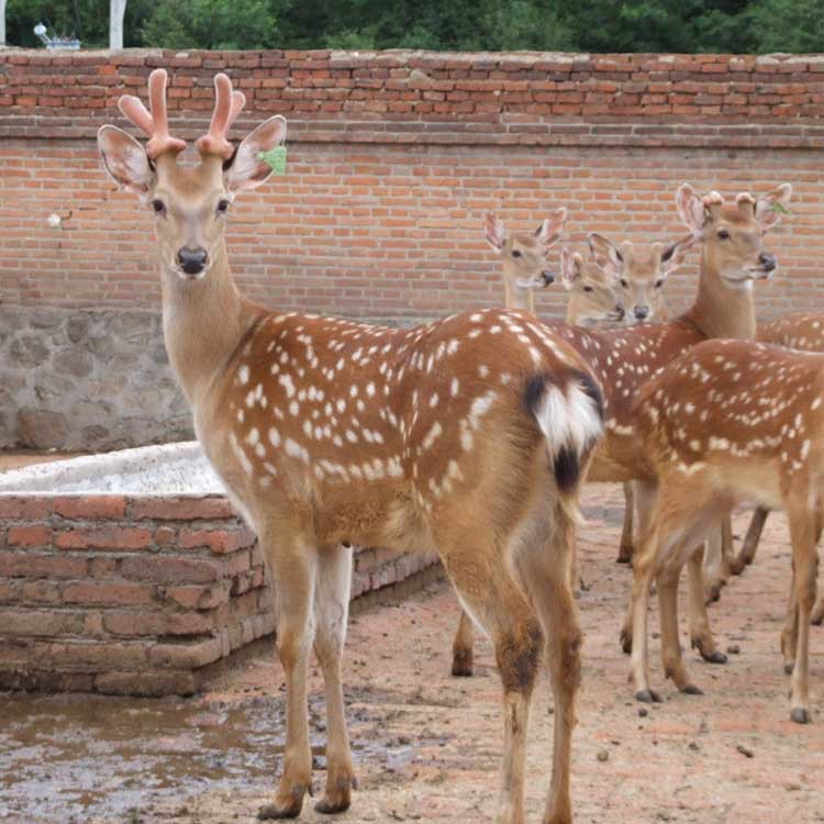 珍禽活体出售观赏性梅花鹿出售小梅花鹿市场价格量大可免费运输