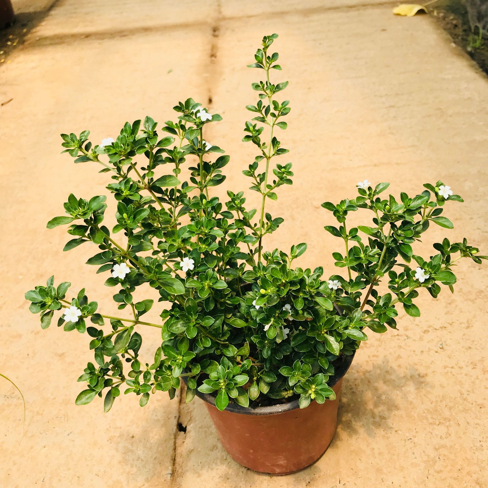 四季常青绿植盆栽六月雪室内外办公桌面好养花卉观花微景六月雪