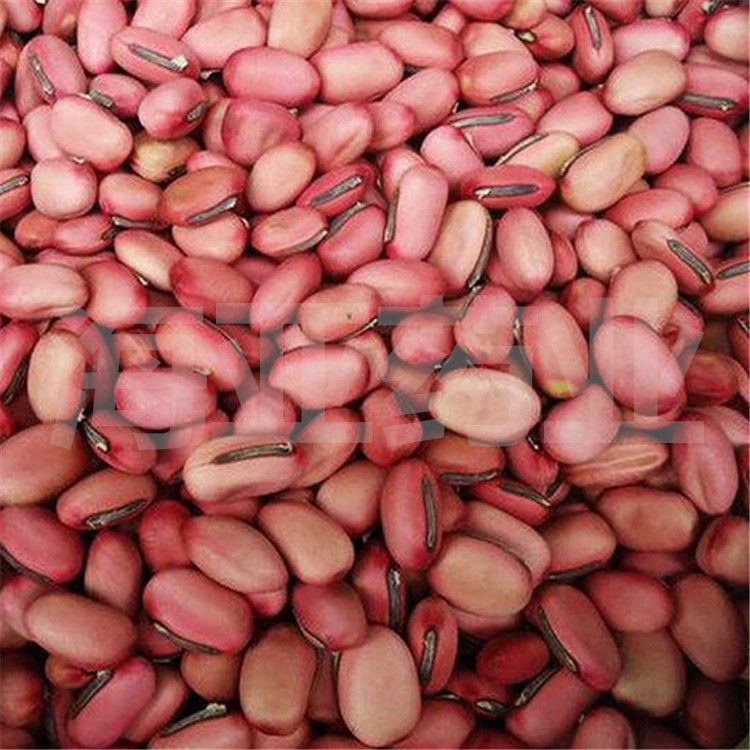 中药材批发红刀豆 散装刀豆子 刀豆籽 现货供应 量大从优
