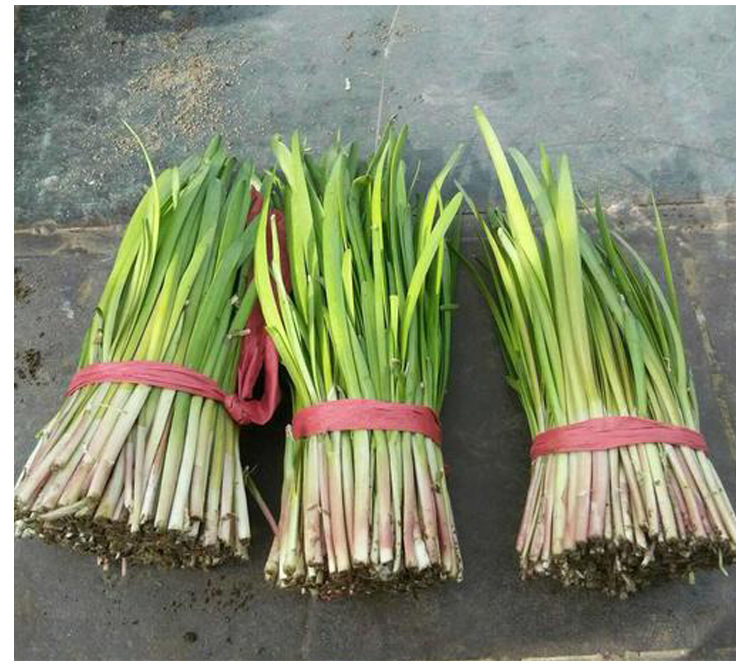 紫根红根韭菜籽独根红韭菜种子多年生蔬菜韭菜根阳台盆栽大田种孑