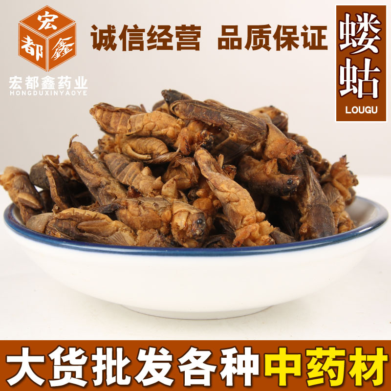 大货批发 优质蝼蛄 拉蛄 地蛄牛 梧鼠虫类冷背中药材量大从优