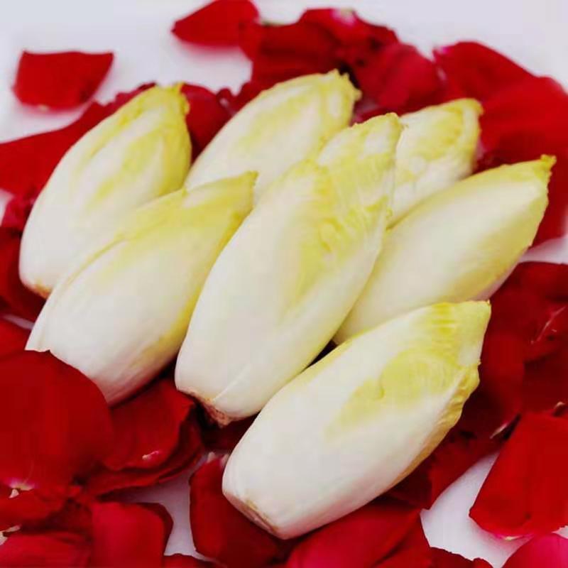 新鲜金玉兰菜芽球菊苣3斤装 一件代发 韵达快递