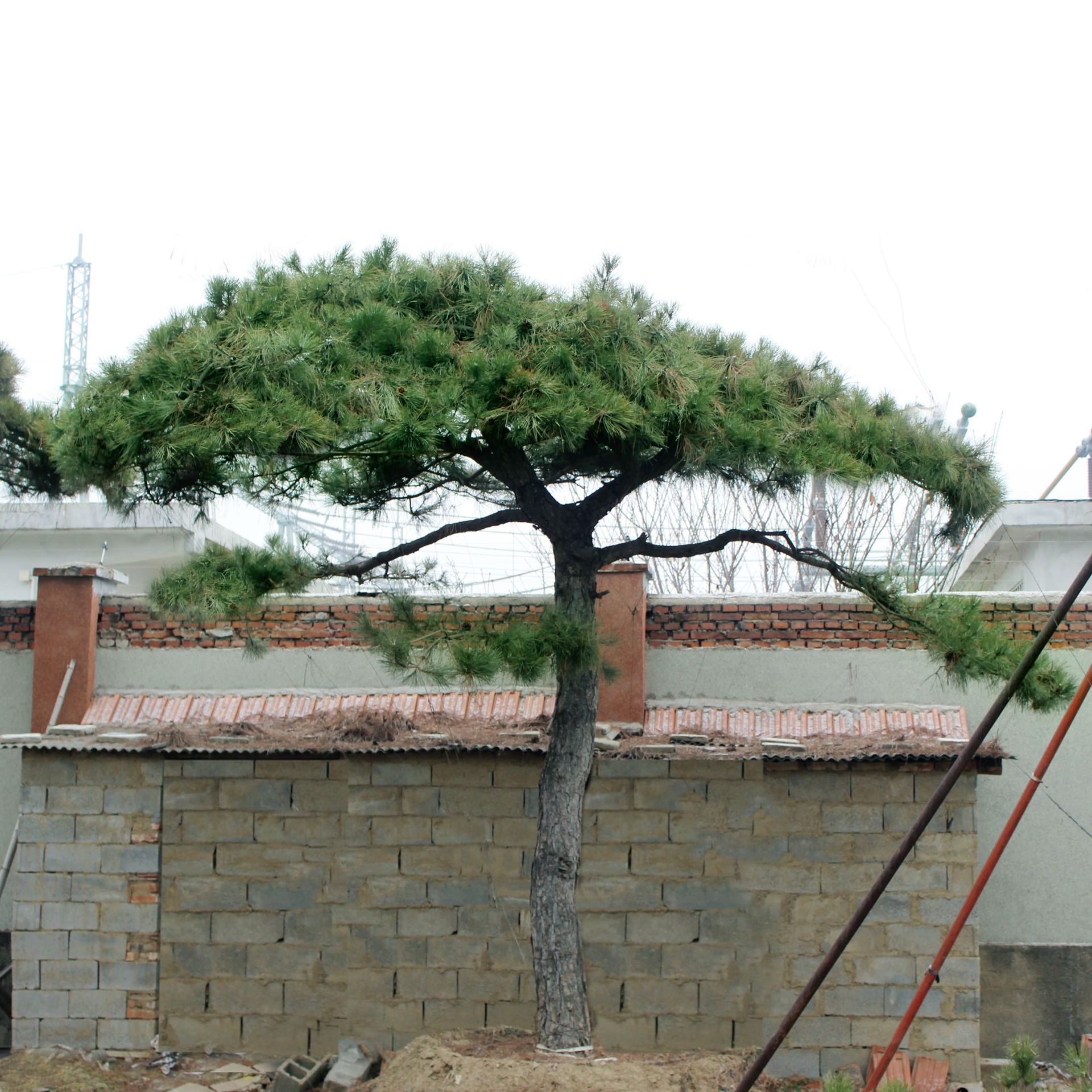 树苗基地批发 迎客松树苗 树干挺拔庭院绿化 观赏性高 现挖现发