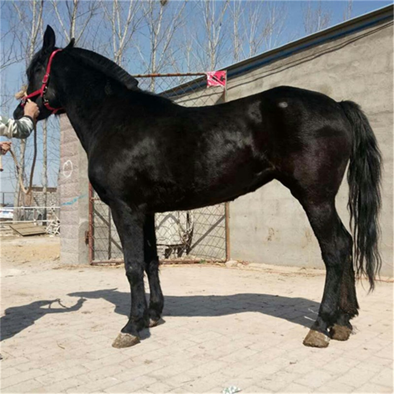 吕梁成年骑乘马价格 伊犁马是什么血统的马