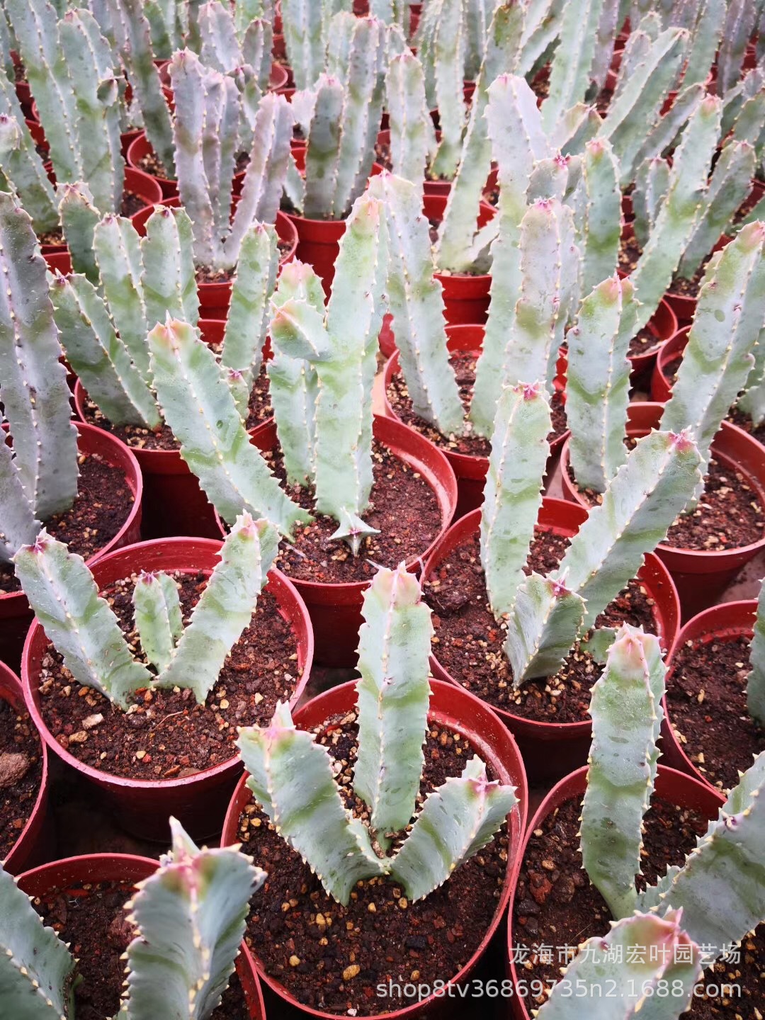 白角萝藦美丽水牛角四角萝藦科多肉植物仙人球沙生植物仙人掌