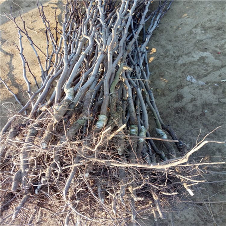 枣树活苗当年结果沾化冬枣甜枣大青枣和田枣树苗庭院南北方果树苗