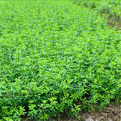 金腰带连翘花盆景绿植盆栽庭院花园观花迎春花植物黄老虎金钟花苗