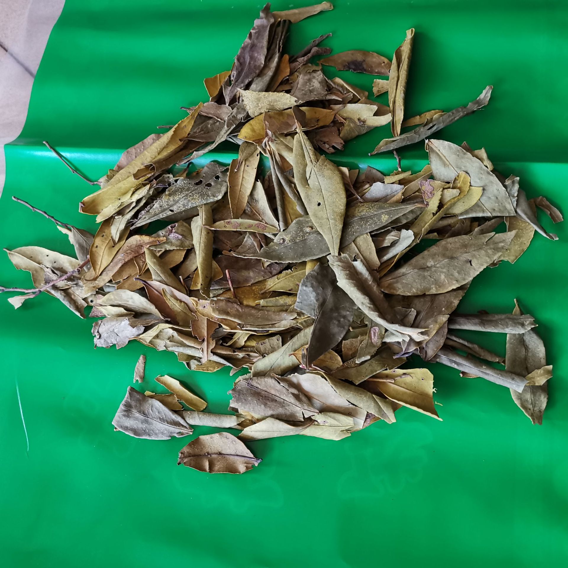 中药材 冬青叶 四季青 非苦丁茶 红冬青 油叶树 四季红 量大从优