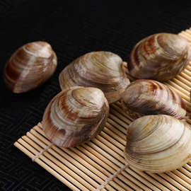 批发鲜活虎皮贝 美贝 美国贝 贝类 花甲 蛤蜊 海鲜餐饮食材供应