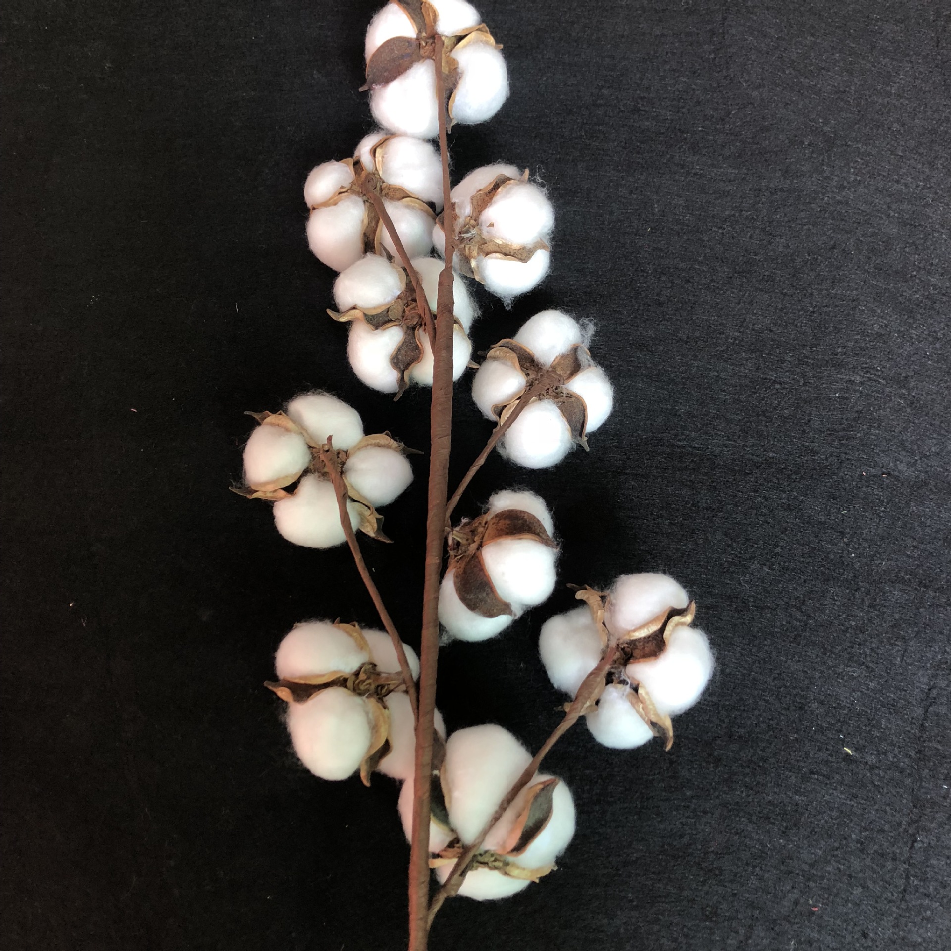 棉花干花 10头木棉花枝仿真花 天然干花棉花家居客厅装饰跨境电商