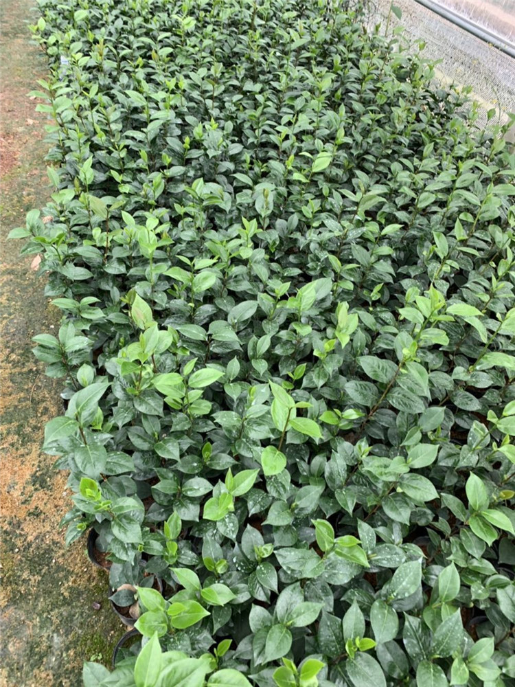 盆栽多色山茶花 十八学士茶花 二十公分高四十公分高 小五彩茶花