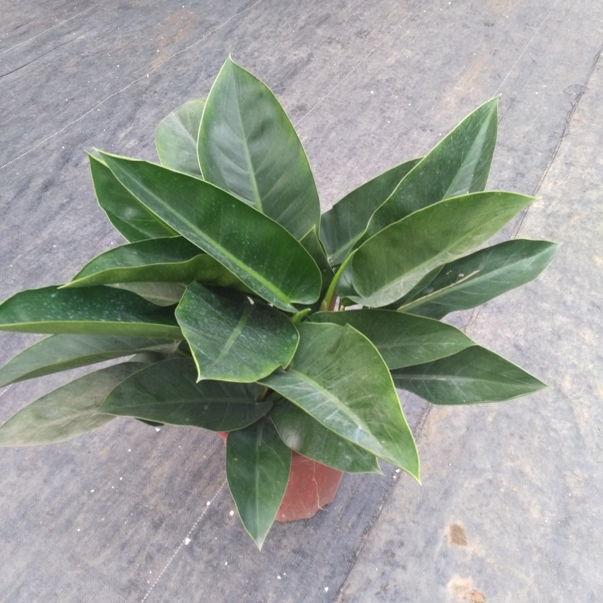 厂家低价供应室内优质观叶植物绿地王(绿帝王) 花卉盆栽批发