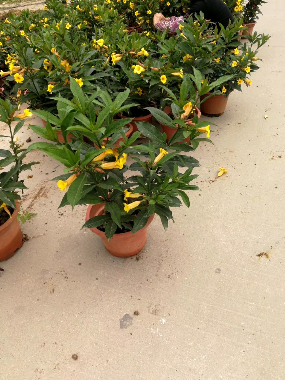 903供应硬枝黄婵4060cm高盆栽苗金蝉花