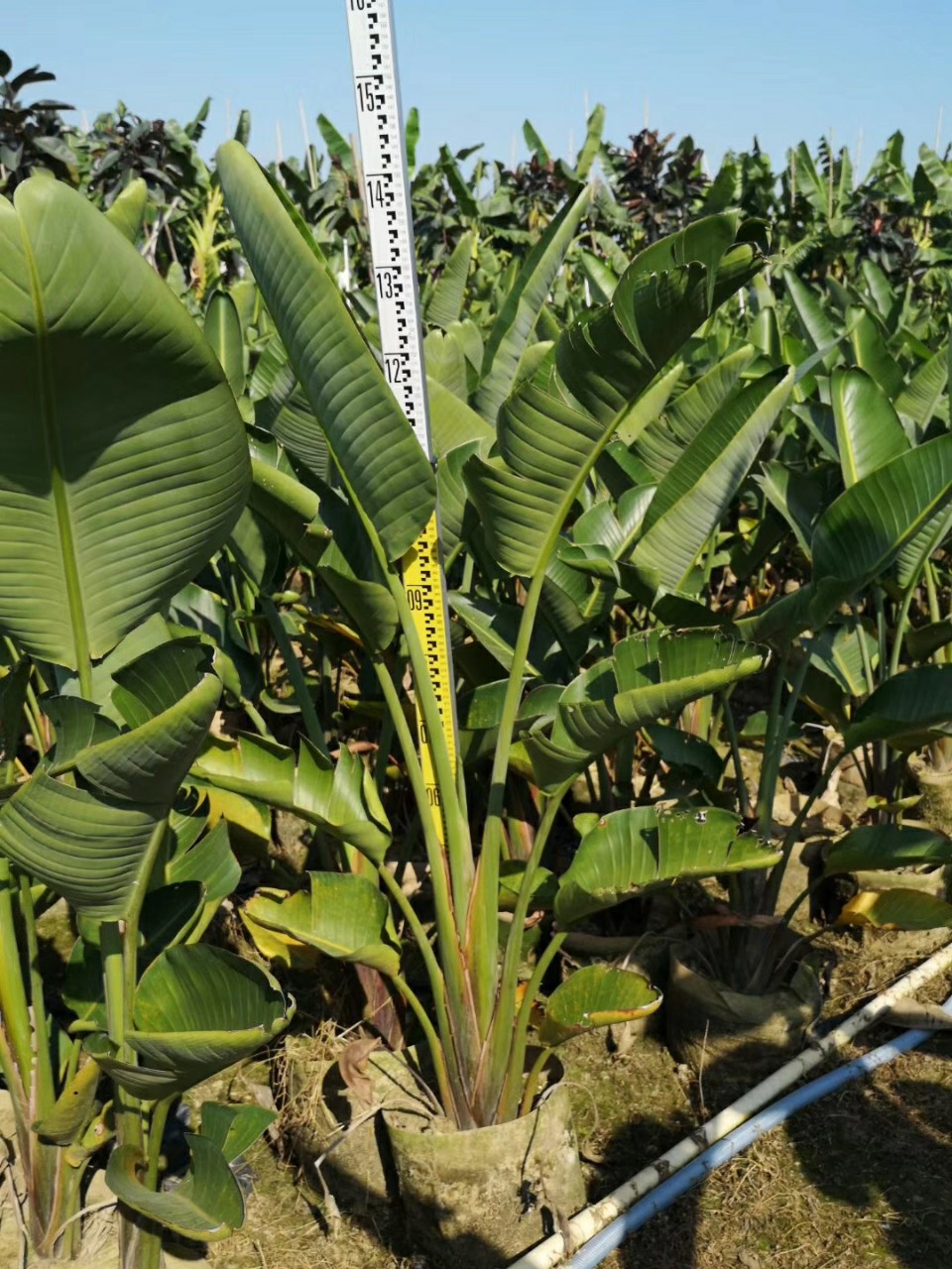 基地批发 供应 白花天堂鸟 1.5-2米高 袋苗 鹤望兰