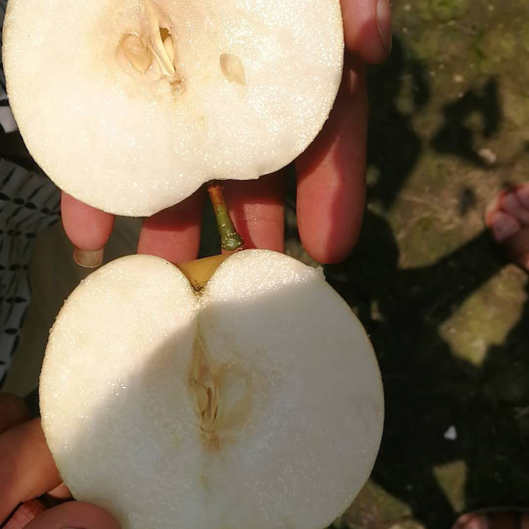 山东丰水梨 新鲜梨 脆甜多汁4.5斤  西六可发