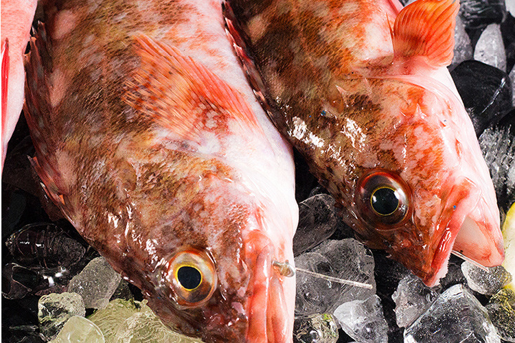 产地货新品野生石斑鱼深海岩头虎头鱼鲜活新鲜刺身海鲜狗公鱼海鱼