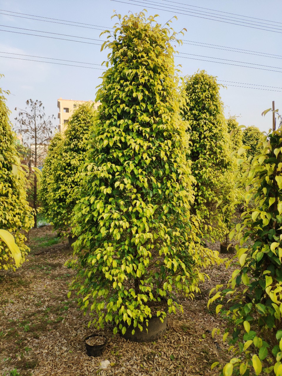 供应塔型金叶垂榕253米高盆苗黄金垂叶榕柱袋