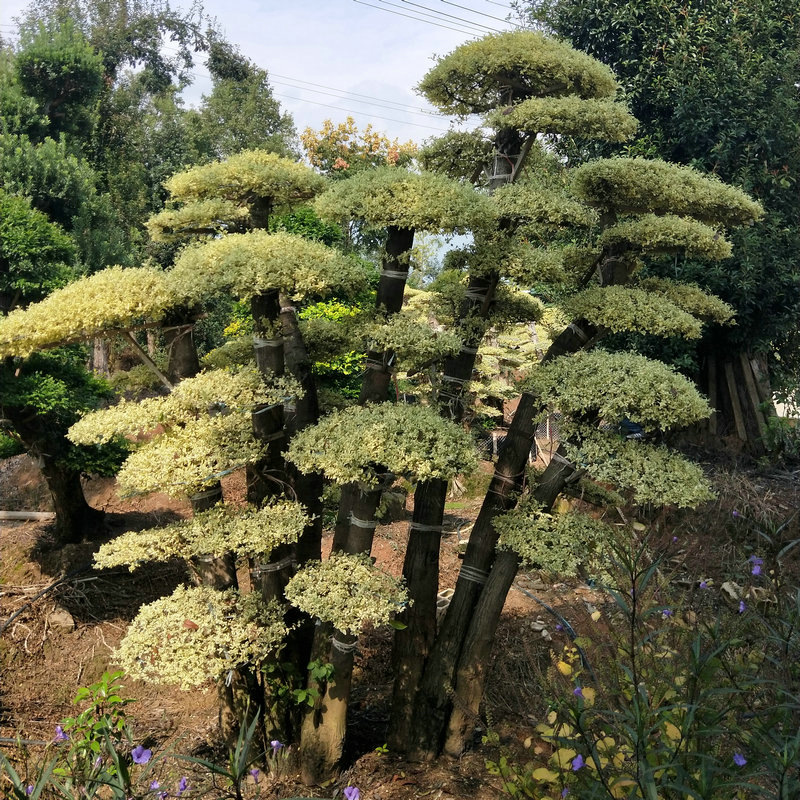 金叶女贞_苗圃基地供应造型金叶 盆景式造型女贞 金姬造型桩景观树 - 