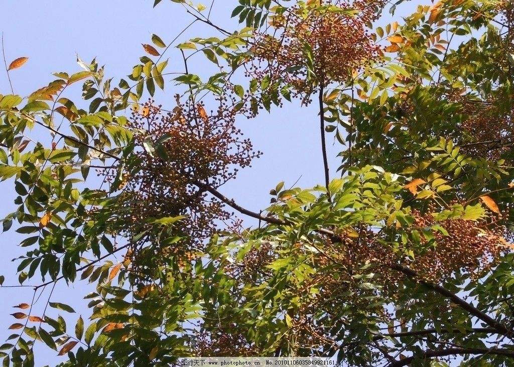 溢芳种业新采林木种籽黄连木种子楷木楷树黄楝树四季可播