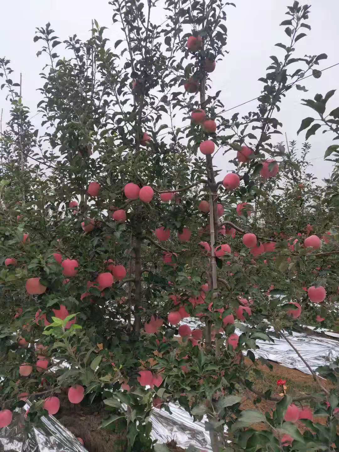 基地直销嫁接苹果树南北方种植易管成活 死苗补发 矮化苹果树苗