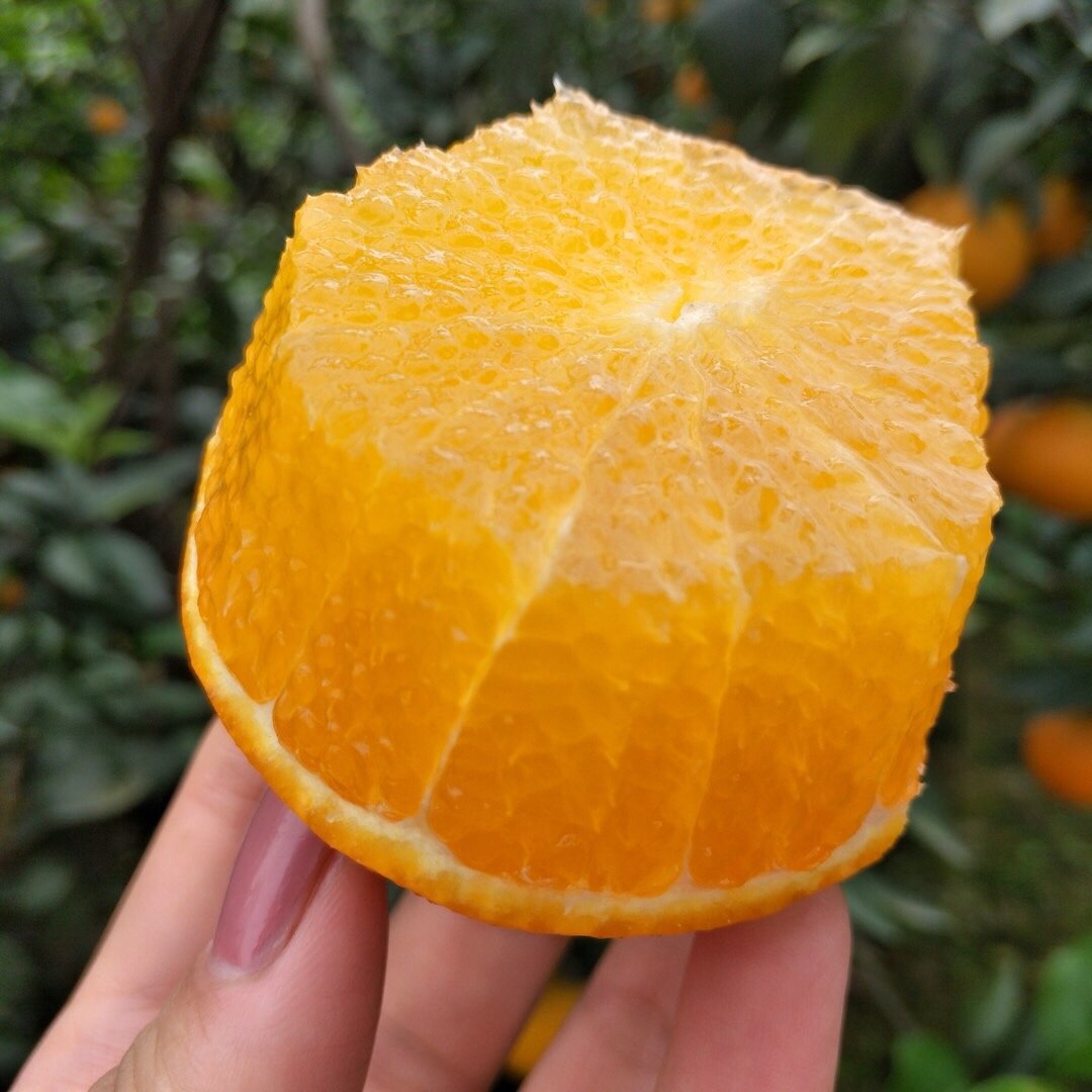 福建爱媛42号红美人果冻橙酸甜爽口福建特产网红果汁橙水果皮薄