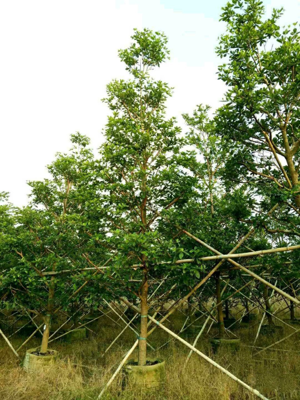 903供应 莫氏榄仁 10-15cm袋苗 中叶榄仁树假植苗 冬天叶变红色